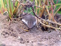 Crocidura leucodon 3, Veldspitsmuis, Saxifraga-Rudmer Zwerver