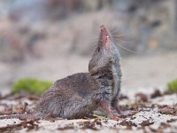 Greater white-toothed shrew (Crocidura russula)  Greater white-toothed shrew (Crocidura russula) looking up in the sky : Crocidura, Greater, cute, down, environment, fauna, fear, feet, fright, gray, grey, habitat, insectivore, isolated, looking, mammal, mouse, natural, nature, pest, profile, rat, resting, rodent, russula, scare, short-tailed, shot, shrew, side, small, snout, toothed, ugly, up, view, white, white-toothed, wild, wildlife