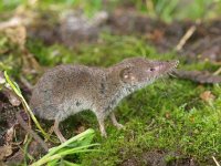 Crocidura russula 5, Huisspitsmuis, Saxifraga-Rudmer Zwerver