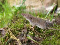 Crocidura russula 8, Huisspitsmuis, Saxifraga-Rudmer Zwerver