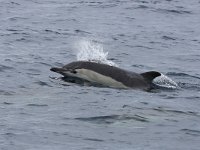 Delphinus delphis 8, Gewone dolfijn, Saxifraga-Bart Vastenhouw