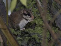 Eliomys quercinus 2, Eikelmuis, Saxifraga-Mark Zekhuis