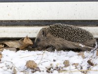 Egel, European Hedgehog  Egel, European Hedgehog : city nature, stekels, winter, stad, tuin, natuur, dier, awake, Utrecht, Hedgehog, animal, mammalia, garden, algemeen, Egel, jong, male, Erinaceus europaeus, Common, nature, European Hedgehog, stadsnatuur, city, zoogdier, wakker, sneeuw, young, mannetje, snow, mammal, Nederland, uit winterslaap, the Netherlands