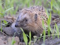 Erinaceus europaeus 36, Egel, Saxifraga-Luuk Vermeer