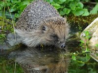 Erinaceus europaeus 39, Egel, Saxifraga-Tom Heijnen