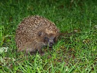 Erinaceus europaeus 6, Egel, Saxifraga-Rudmer Zwerver