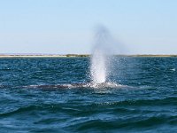 Eschrichtius robustus, 7, Grijze walvis, Saxifraga-Bart Vastenhouw