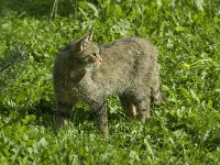 Felis silvestris 7, Wilde kat, Saxifraga-Jan van der Straaten