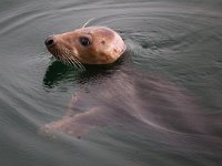 Halichoerus grypus 117, Grijze zeehond, Saxifraga-Bart Vastenhouw