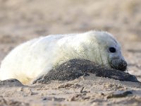 Halichoerus grypus 132, Grijze zeehond, Saxifraga-Bart Vastenhouw