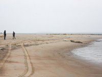 Halichoerus grypus 14, Grijze zeehond, Saxifraga-Bart Vastenhouw