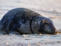 Halichoerus grypus 145, Grijze zeehond, Saxifraga-Bart Vastenhouw