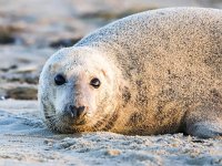 Halichoerus grypus 146, Grijze zeehond, Saxifraga-Bart Vastenhouw