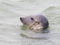 Halichoerus grypus 175 Grijze zeehond, Saxifraga-Bart Vastenhouw