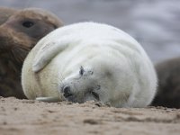 Halichoerus grypus 18, Grijze zeehond, Saxifraga-Bart Vastenhouw