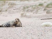 Halichoerus grypus 182, Grijze zeehond, Saxifraga-Bart Vastenhouw