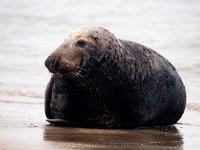 Halichoerus grypus 190, Grijze zeehond, Saxifraga-Bart Vastenhouw