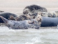 Halichoerus grypus 2, Grijze zeehond, Saxifraga-Bart Vastenhouw