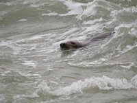 Halichoerus grypus 204, Grijze Zeehond, Saxifraga-Tom Heijnen