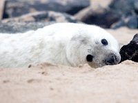 Halichoerus grypus 22, Grijze zeehond, Saxifraga-Bart Vastenhouw