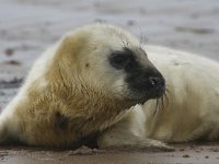 Halichoerus grypus 24, Grijze zeehond, Saxifraga-Bart Vastenhouw