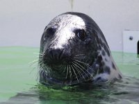 Halichoerus grypus 29, Grijze zeehond, Saxifraga-Bart Vastenhouw