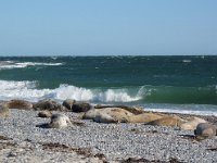 Halichoerus grypus 38, Grijze zeehond, Saxifraga-Bart Vastenhouw