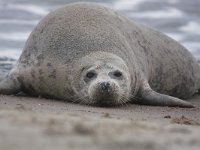 Halichoerus grypus 56, Grijze zeehond, Saxifraga-Bart Vastenhouw