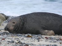 Halichoerus grypus 61, Grijze zeehond, Saxifraga-Bart Vastenhouw