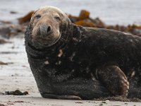 Halichoerus grypus 64, Grijze zeehond, Saxifraga-Bart Vastenhouw