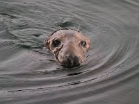 Halichoerus grypus 80, Grijze zeehond, Saxifraga-Bart Vastenhouw