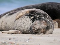 Halichoerus grypus 83, Grijze zeehond, Saxifraga-Bart Vastenhouw