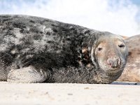 Halichoerus grypus 85, Grijze zeehond, Saxifraga-Bart Vastenhouw