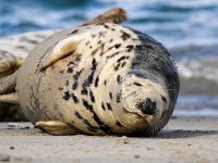 Halichoerus grypus 88, Grijze zeehond, Saxifraga-Bart Vastenhouw