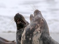 Halichoerus grypus 91, Grijze zeehond, Saxifraga-Bart Vastenhouw