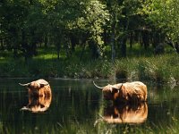 Highland Cattle 11, Schotse hooglander, Saxifraga-Hans Dekker