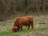 Schotse Hooglander  Schotse Hooglander, Flevoland-Harderhout, door Natuurmonumenten in gezet bij beheer