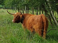 Highland Cattle 5, Schotse hooglander, Saxifraga-Hans Dekker