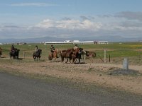 Icelandic horse 2, Saxifraga-Jan Nijendijk