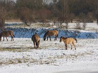 Konik horse 7, Konikpaard, Saxifraga-Jan Nijendijk