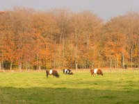 Lakenvelder  Lakenvelders op het Landgoed Staverden