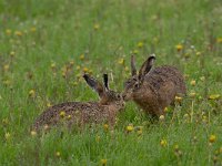 Lepus europaeus 119, Haas, Saxifraga-Luuk Vermeer