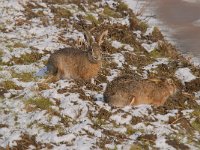 Lepus europaeus 120, Haas, Saxifraga-Luuk Vermeer