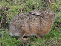 Lepus europaeus 123, Haas, Saxifraga-Luuk Vermeer