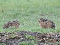 Lepus europaeus 129, Haas, Saxifraga-Luuk Vermeer