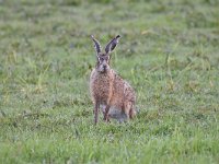 Lepus europaeus 134, Haas, Saxifraga-Luuk Vermeer