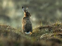 Lepus europaeus 14, Haas, Saxifraga-Piet Munsterman