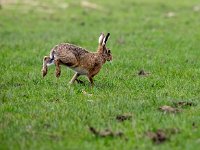 Lepus europaeus 141, Haas, Saxifraga-Bart Vastenhouw