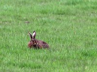 Lepus europaeus 145, Haas, Saxifraga-Hans Dekker