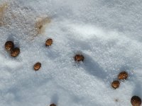 Lepus europaeus 24, Haas, Saxifraga-Jan van der Straaten